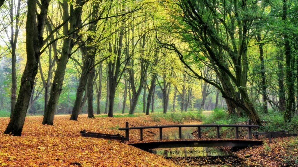Amsterdamse Bos