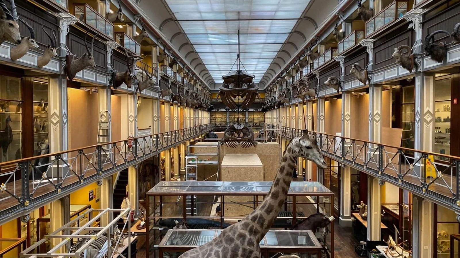 Museum of Natural History